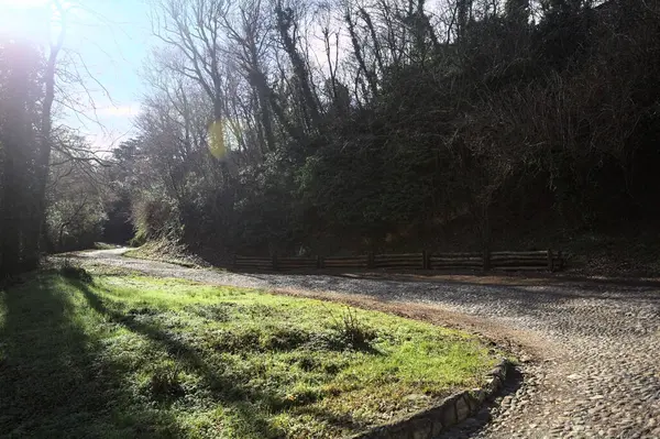 Gündüz vakti ormanda kaldırımlı bir yol