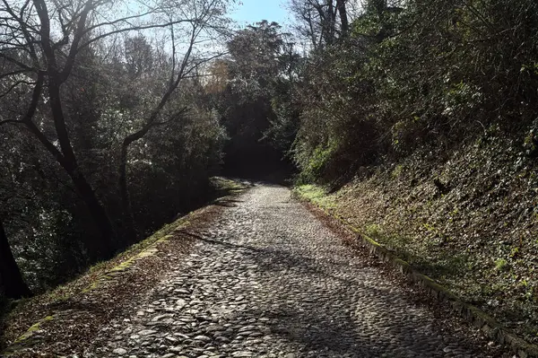 Gündüz vakti ormanda kaldırımlı bir yol