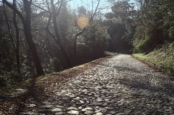 Gündüz vakti ormanda kaldırımlı bir yol
