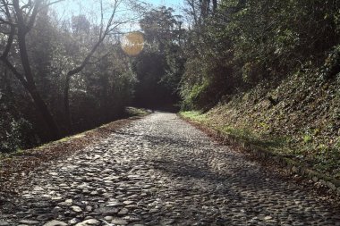 Gündüz vakti ormanda kaldırımlı bir yol
