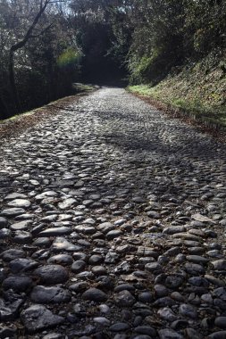 Gündüz vakti ormanda kaldırımlı bir yol
