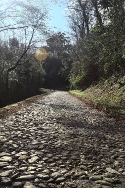 Gündüz vakti ormanda kaldırımlı bir yol