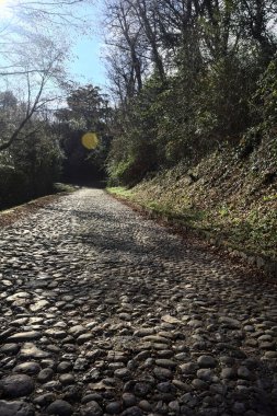 Gündüz vakti ormanda kaldırımlı bir yol