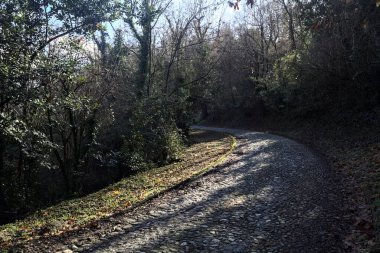 Gündüz vakti ormanda kaldırımlı bir yol