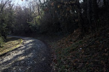 Gündüz vakti ormanda kaldırımlı bir yol