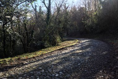 Gündüz vakti ormanda kaldırımlı bir yol