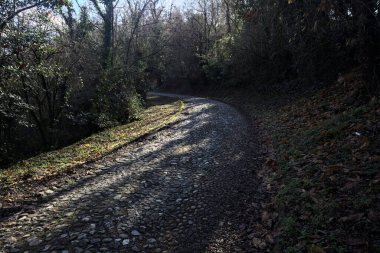 Gündüz vakti ormanda kaldırımlı bir yol