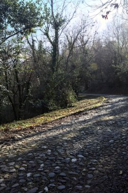 Gündüz vakti ormanda kaldırımlı bir yol