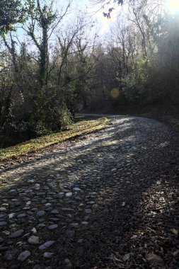 Gündüz vakti ormanda kaldırımlı bir yol