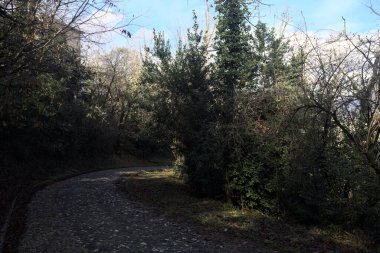 Dağdaki ormanda gölgeli bir yol