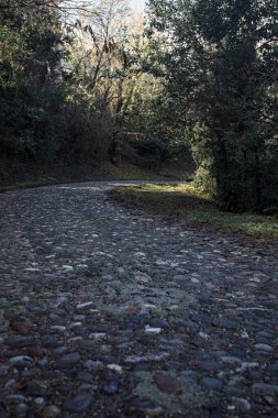 Dağdaki ormanda gölgeli bir yol