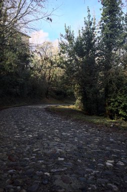 Dağdaki ormanda gölgeli bir yol