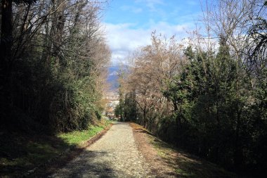 Ormandaki bir yamaçta kaldırımlı yol