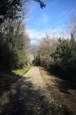 Ormandaki bir yamaçta kaldırımlı yol