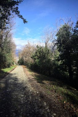 Ormandaki bir yamaçta kaldırımlı yol