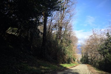 Ormandaki bir yamaçta kaldırımlı yol