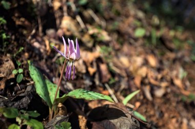 Düşen yapraklarla çevrili vahşi siklamen.