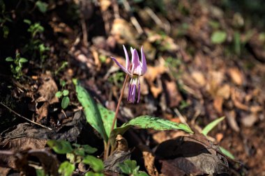 Düşen yapraklarla çevrili vahşi siklamen.