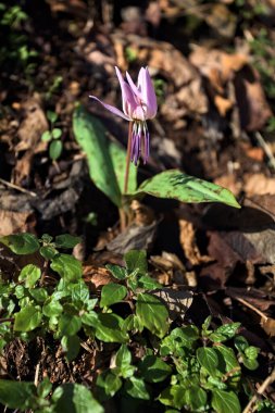 Düşen yapraklarla çevrili vahşi siklamen.