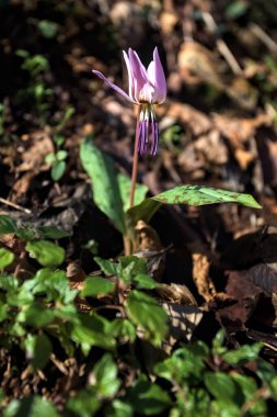 Düşen yapraklarla çevrili vahşi siklamen.