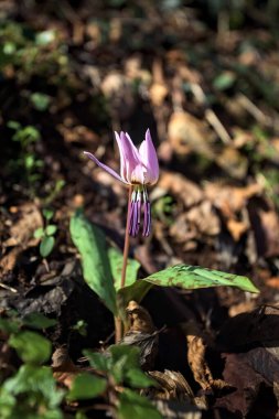 Düşen yapraklarla çevrili vahşi siklamen.