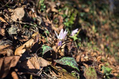 Düşen yapraklarla çevrili vahşi siklamen.