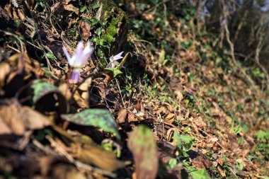 Düşen yapraklarla çevrili vahşi siklamen.