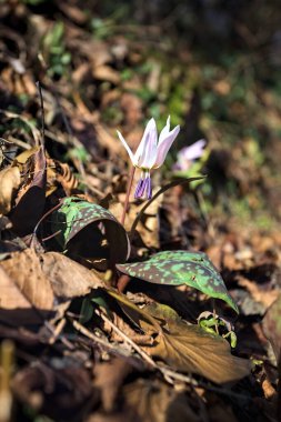 Düşen yapraklarla çevrili vahşi siklamen.