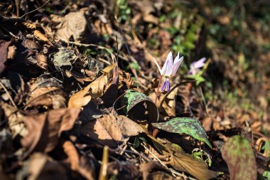 Düşen yapraklarla çevrili vahşi siklamen.