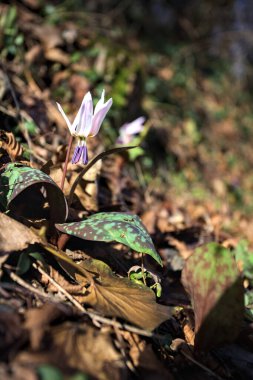 Düşen yapraklarla çevrili vahşi siklamen.