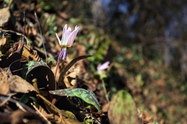 Düşen yapraklarla çevrili vahşi siklamen.