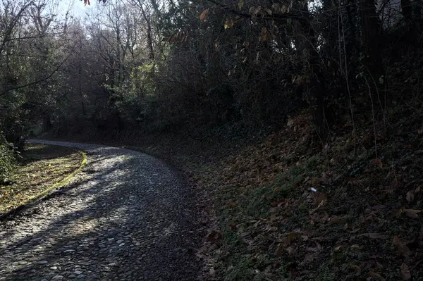 Gündüz vakti ormanda kaldırımlı bir yol