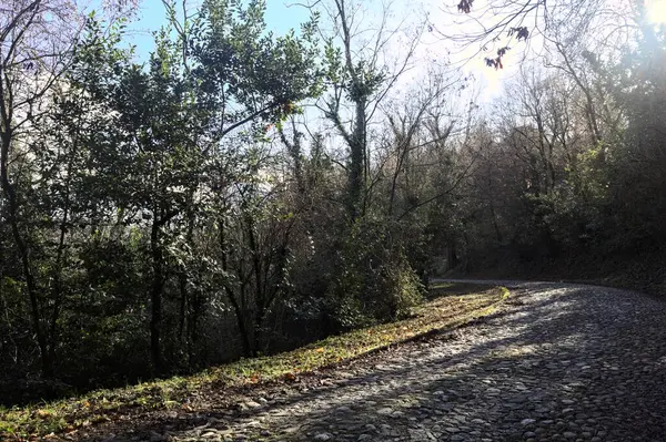 Gündüz vakti ormanda kaldırımlı bir yol