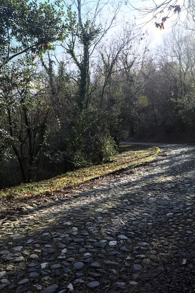 Gündüz vakti ormanda kaldırımlı bir yol