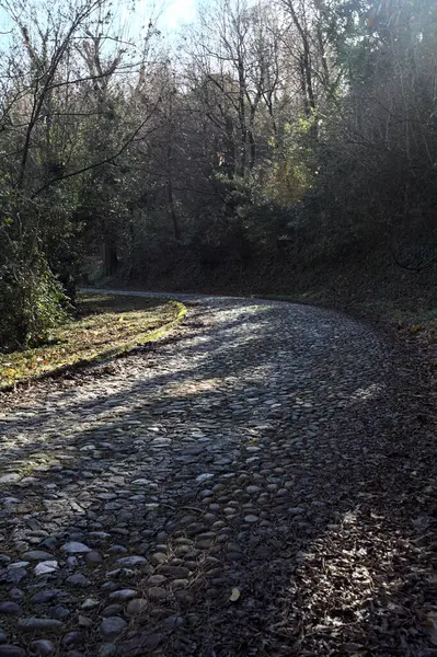 Gündüz vakti ormanda kaldırımlı bir yol