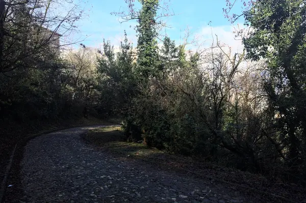 Dağdaki ormanda gölgeli bir yol