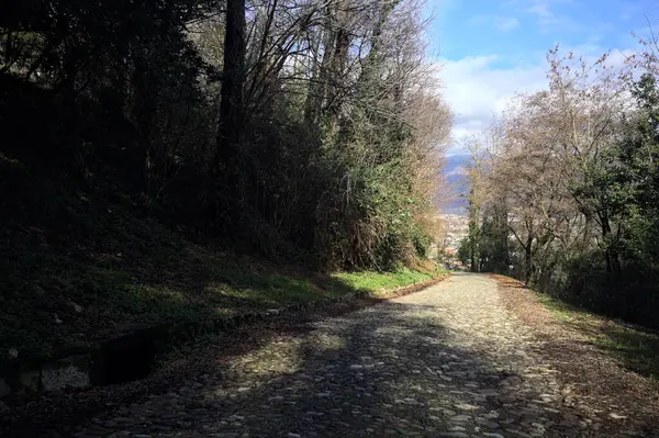 Ormandaki bir yamaçta kaldırımlı yol