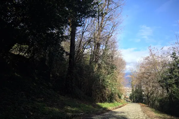 Ormandaki bir yamaçta kaldırımlı yol