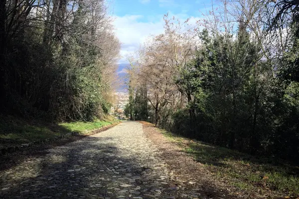 Ormandaki bir yamaçta kaldırımlı yol