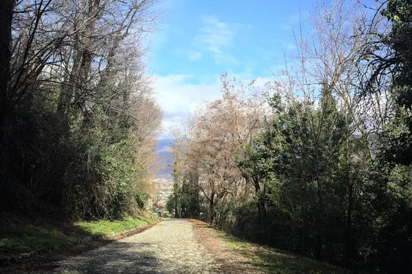 Ormandaki bir yamaçta kaldırımlı yol