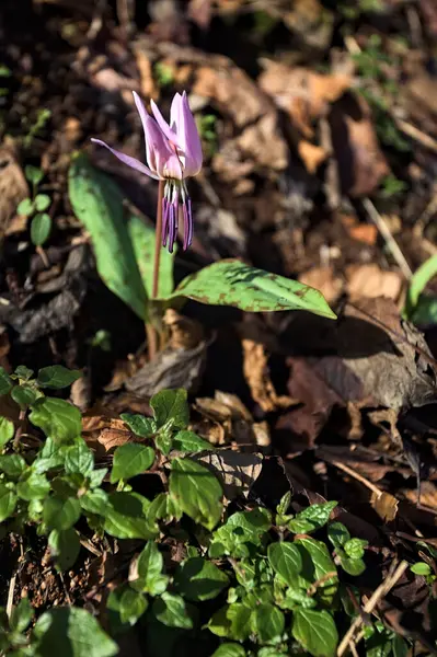 Düşen yapraklarla çevrili vahşi siklamen.