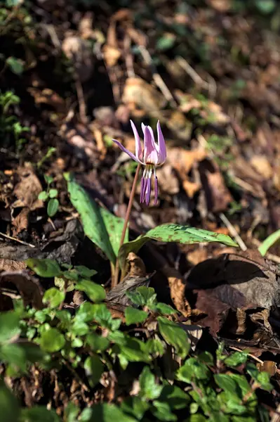 Düşen yapraklarla çevrili vahşi siklamen.