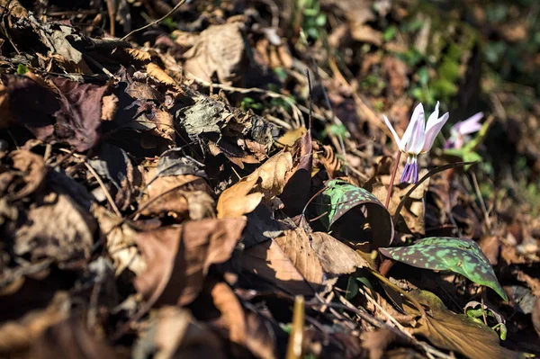 Düşen yapraklarla çevrili vahşi siklamen.