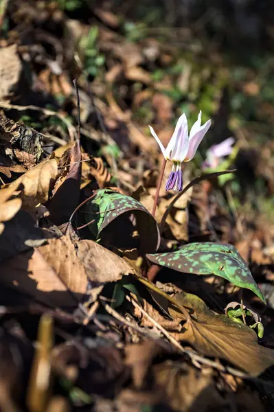 Düşen yapraklarla çevrili vahşi siklamen.