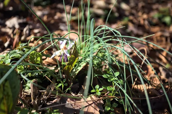 Düşen yapraklarla çevrili vahşi siklamen.