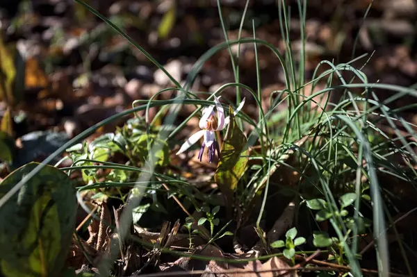 Düşen yapraklarla çevrili vahşi siklamen.