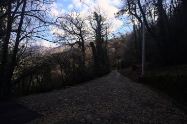 Dağdaki ormanda gölgeli bir yol