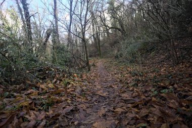 Sonbaharda yamaçta çamurlu patika