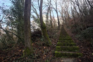 Ormanda yapraklarla kaplı katır izleri.