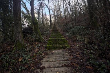 Ormanda yapraklarla kaplı katır izleri.